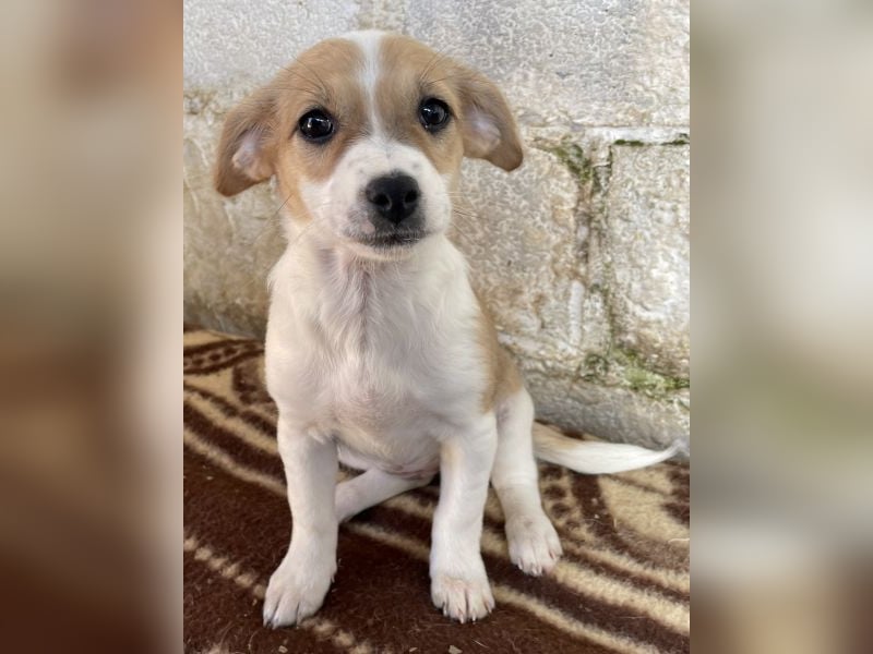 Elfie, geb. ca. 08/2025, lebt in GRIECHENLAND, auf einer privaten Pflegestelle