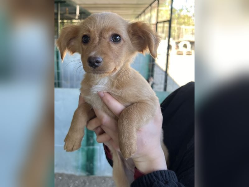 Loni, geb. ca. 08/2025, lebt in GRIECHENLAND, auf einer privaten Pflegestelle