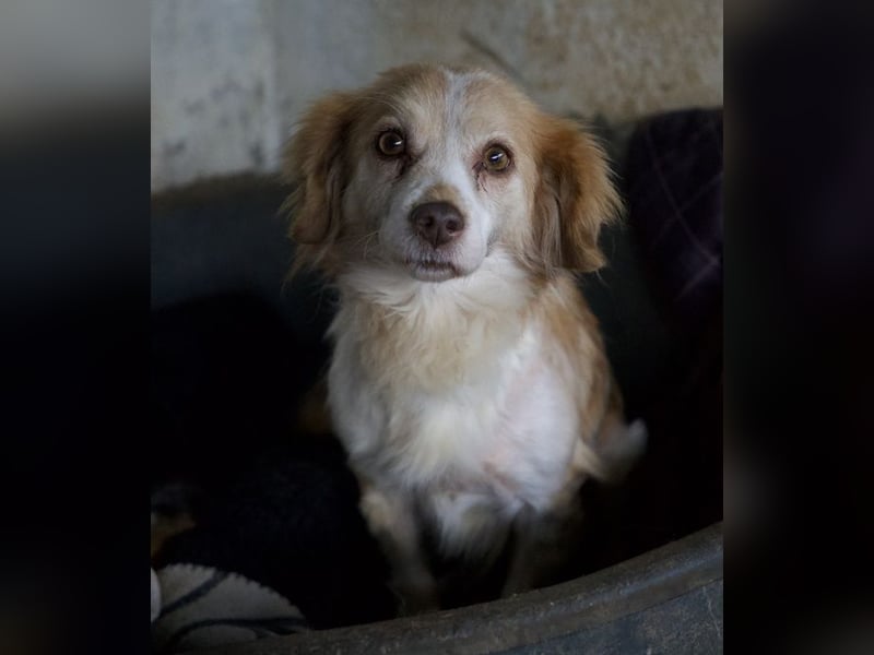 Milona, geb. ca. 10/2020, lebt in GRIECHENLAND, auf einer privaten Pflegestelle