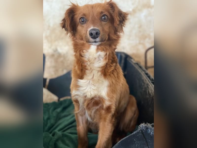 Konrada, geb. ca. 04/2025, lebt in GRIECHENLAND, auf einer privaten Pflegestelle