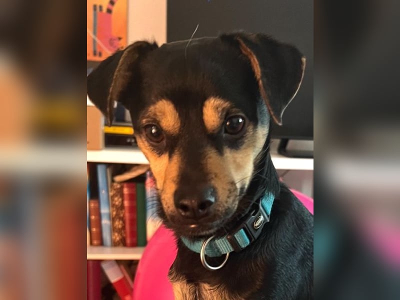 Phil, geb. ca. 12/2024, lebt auf einer Pflegestelle in 53879 Euskirchen, VERMITTLUNGSHILFE