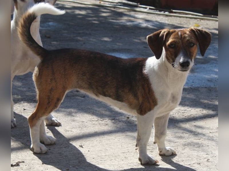 Tanu, geb. ca. 11/2024, lebt in GRIECHENLAND, auf einer privaten Pflegestelle