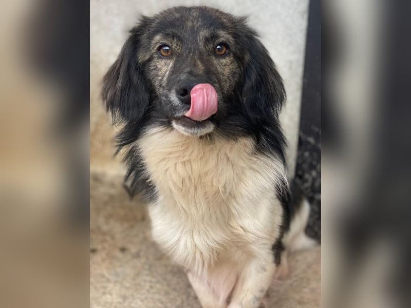 Achilles, geb. ca. 04/2025, lebt in GRIECHENLAND, im städt. Tierheim Serres