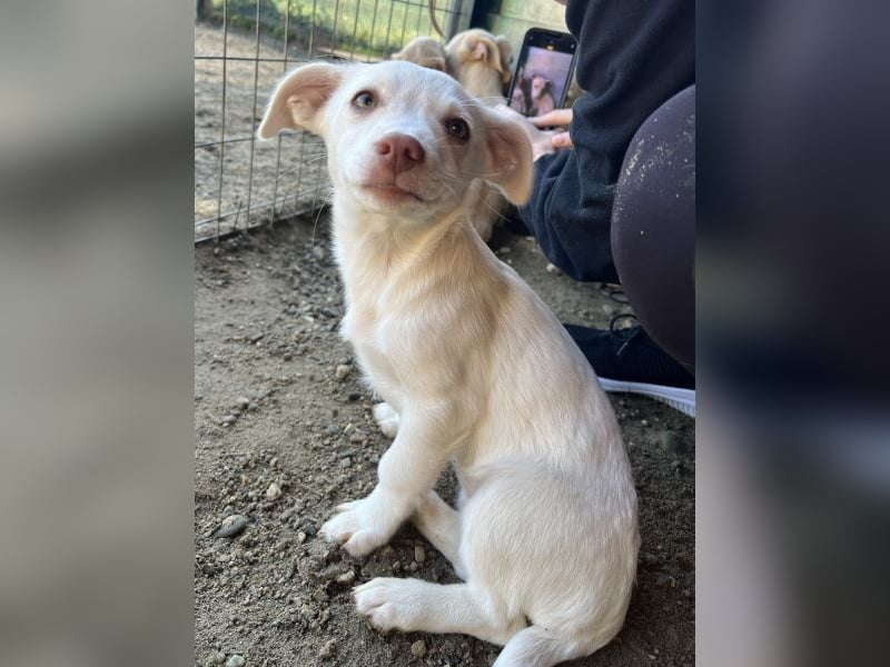 Kiona, geb. ca. 08/2025, lebt in GRIECHENLAND, auf einer privaten Pflegestelle