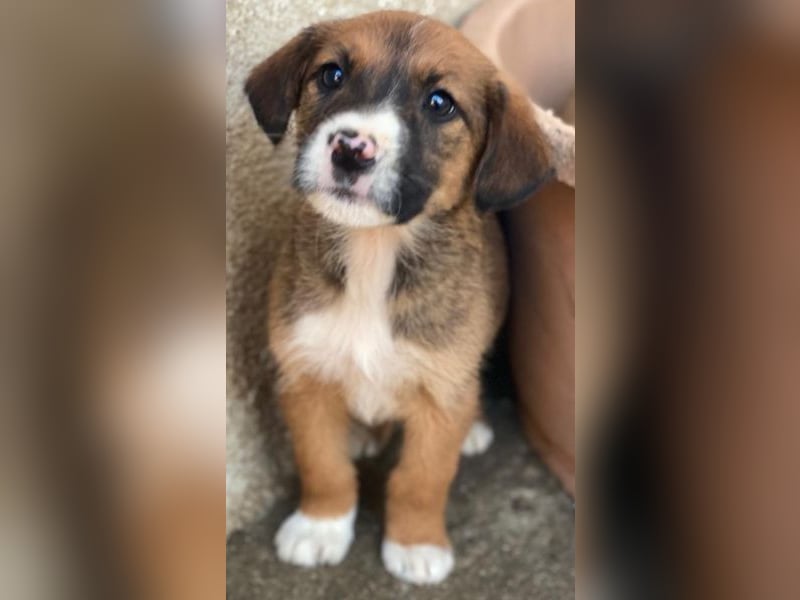 Pinkie, geb. ca. 11/2025, lebt in GRIECHENLAND, im städt. Tierheim Serres