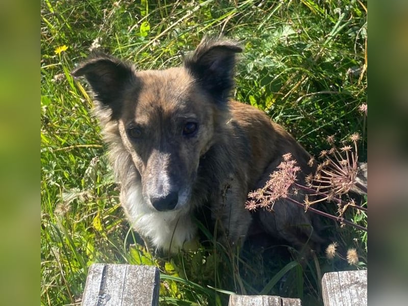Herbie, geb. ca. 08/2022, lebt auf einer Pflegestelle in 78048 Villingen-Schwenningen