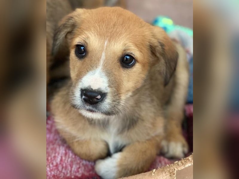 Sanna, geb. ca. 11/2025, lebt in GRIECHENLAND, im städt. Tierheim Serres