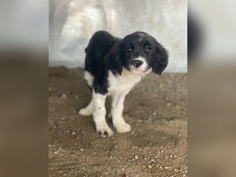 Ada, 09/2025, lebt in GRIECHENLAND, auf einer privaten Pflegestelle