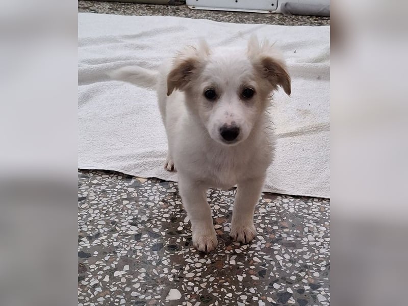 Torian, geb. ca. 09/2025, lebt in GRIECHENLAND, auf einer privaten Pflegestelle