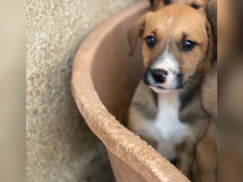 Kelana, geb. ca. 11/2025, lebt in GRIECHENLAND, im städt. Tierheim Serres