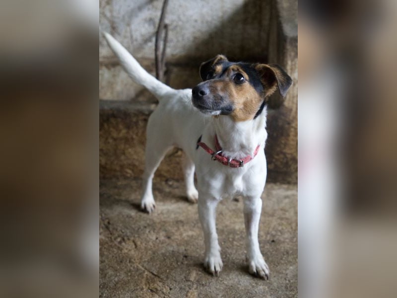 Möök, geb. ca. 04/2025, lebt in GRIECHENLAND, auf einer privaten Pflegestelle