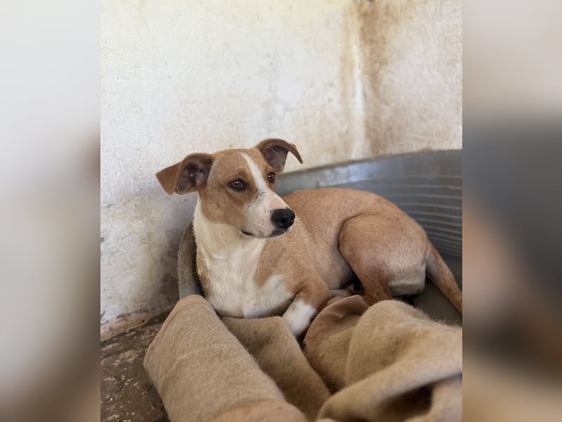 Ida, geb. ca. 05/2021, lebt in GRIECHENLAND, auf einer privaten Pflegestelle