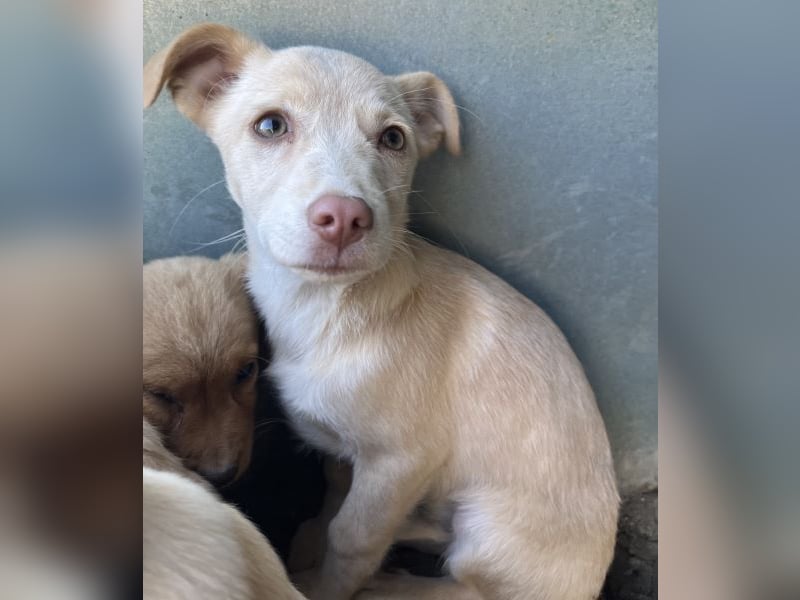 Francky Stanley, geb. ca. 08/2025, lebt in GRIECHENLAND, auf einer privaten Pflegestelle