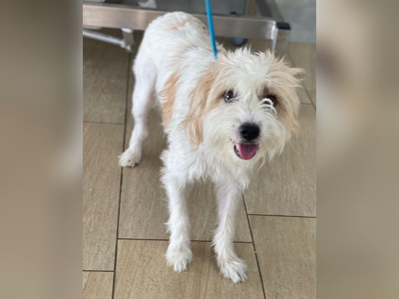 Eko, geb. ca 11/2021, lebt in GRIECHENLAND, im städt. Tierheim Serres