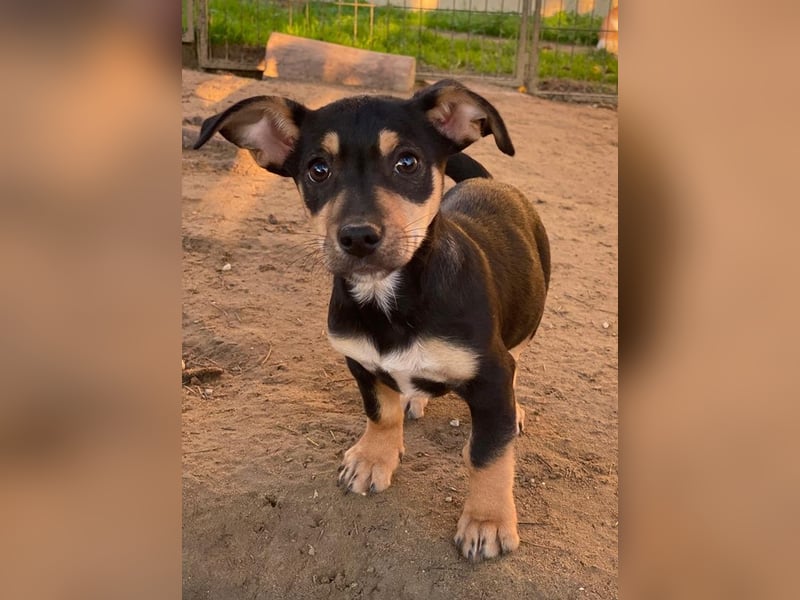 Spirelli, geb. ca. 08/2025, lebt in GRIECHENLAND, auf einer privaten Pflegestelle