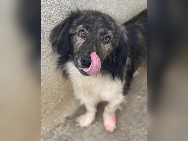 Achilles, geb. ca. 04/2025, lebt in GRIECHENLAND, im städt. Tierheim Serres