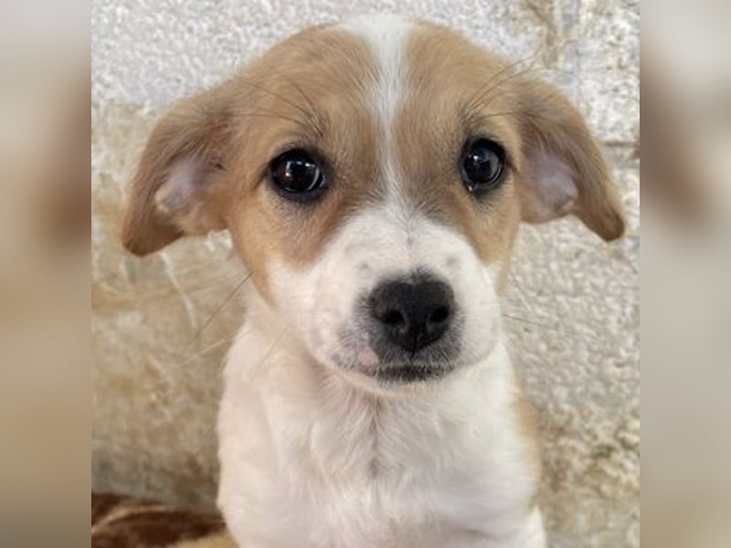 Elfie, geb. ca. 08/2025, lebt in GRIECHENLAND, auf einer privaten Pflegestelle