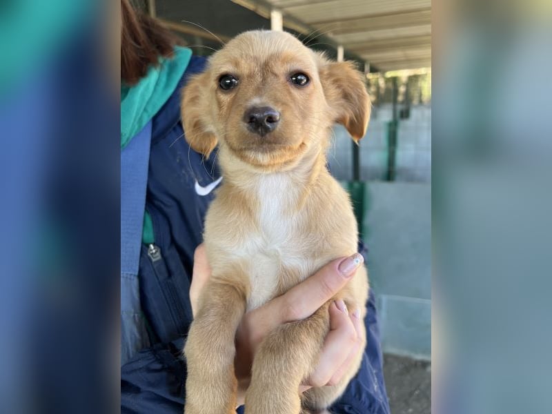 Loni, geb. ca. 08/2025, lebt in GRIECHENLAND, auf einer privaten Pflegestelle