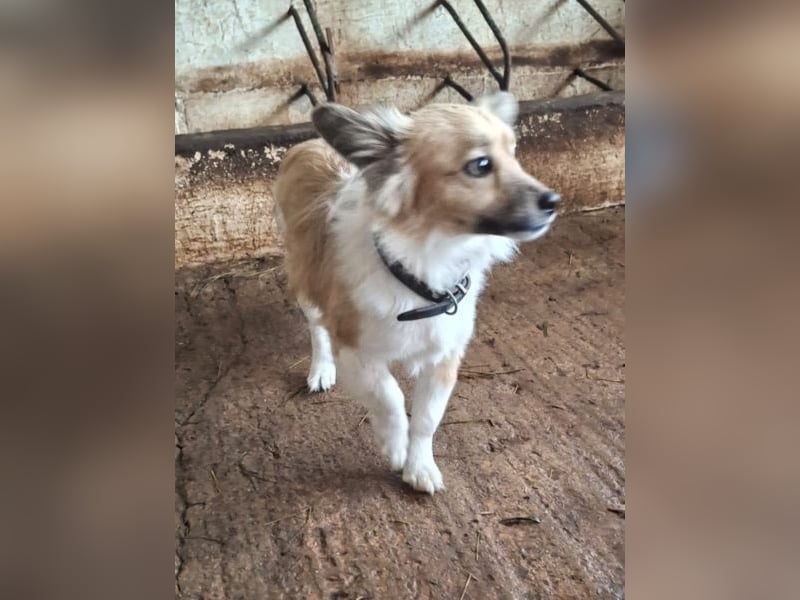 Klara, geb. ca. 04/2024, lebt in GRIECHENLAND, auf einer privaten Pflegestelle