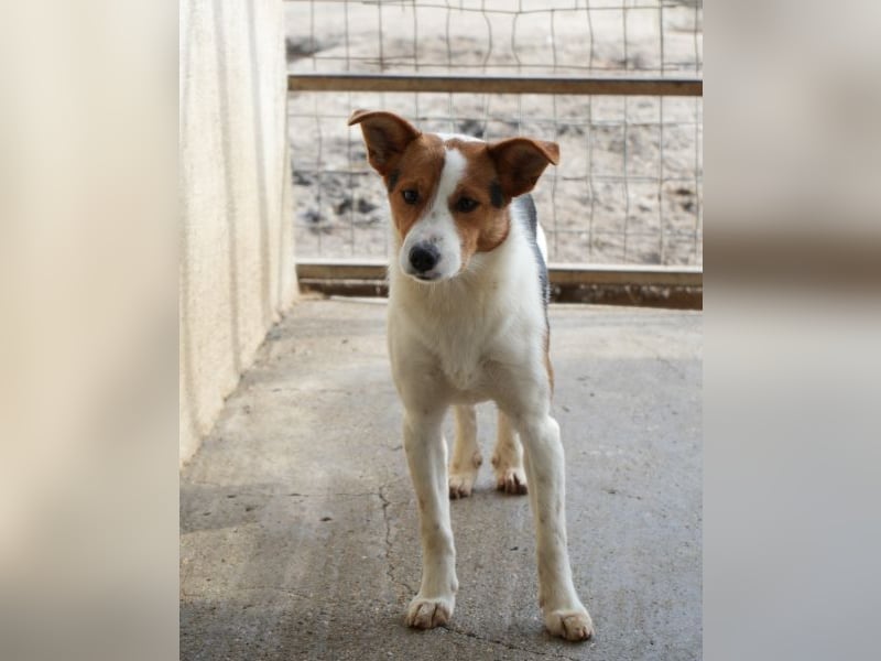 Freydis, geb. ca. 07/2025, lebt in GRIECHENLAND, im städt. Tierheim Serres