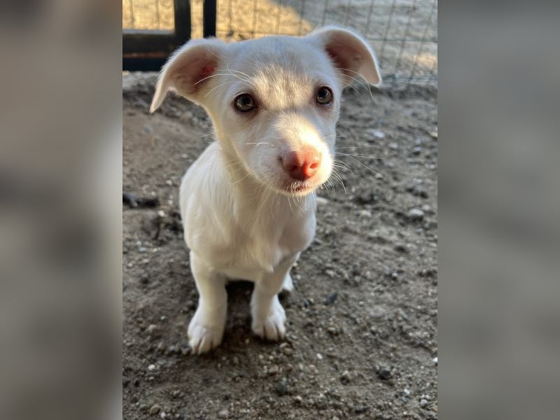 Kiona, geb. ca. 08/2025, lebt in GRIECHENLAND, auf einer privaten Pflegestelle