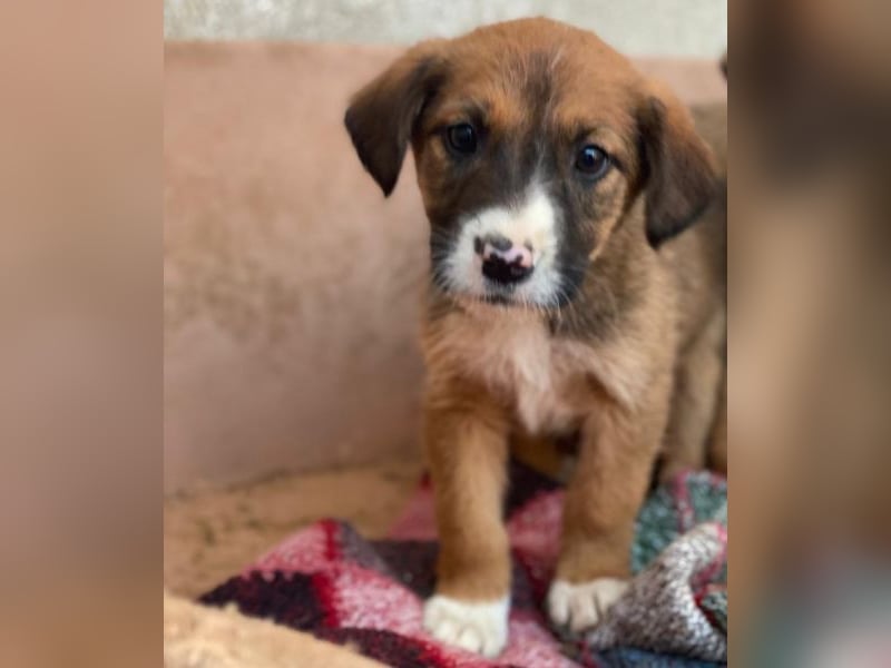 Pinkie, geb. ca. 11/2025, lebt in GRIECHENLAND, im städt. Tierheim Serres