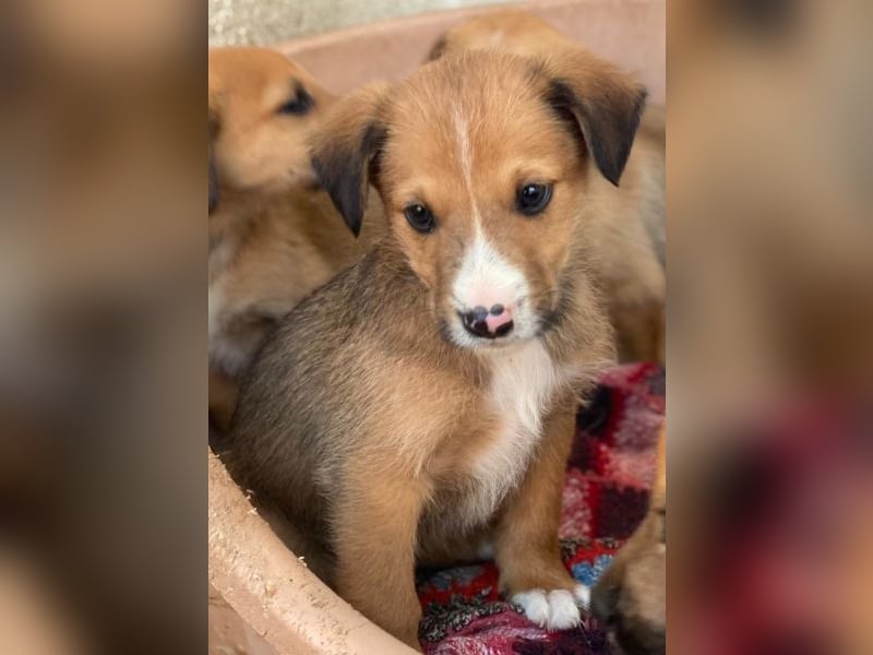 Artreo, geb. ca. 11/2025, lebt in GRIECHENLAND, im städt. Tierheim Serres