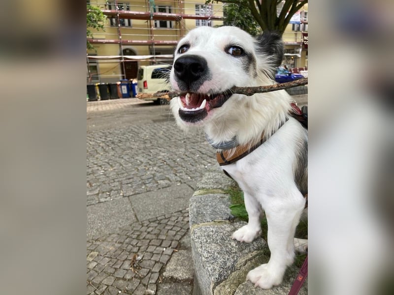 Roxa, geb. 07/2024, lebt in 12059 Berlin,  Vermittlungshilfe