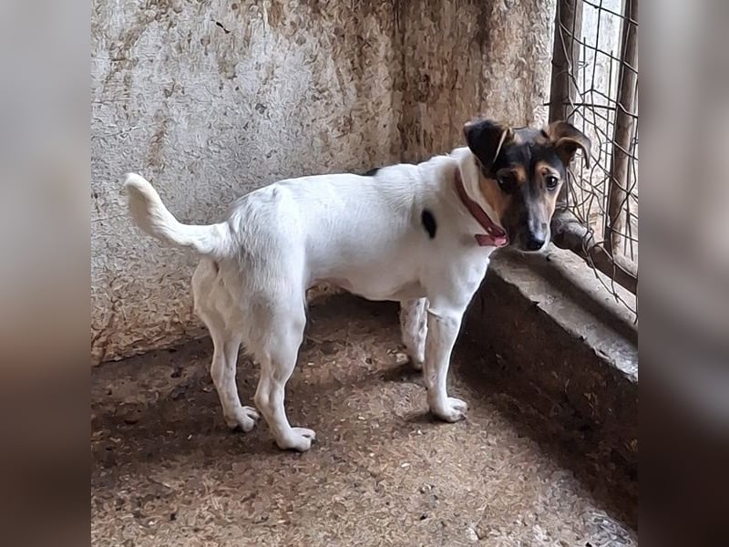 Möök, geb. ca. 04/2025, lebt in GRIECHENLAND, auf einer privaten Pflegestelle