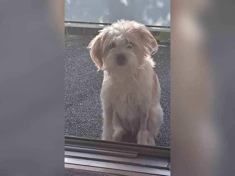 Eko, geb. ca. 11/2021, lebt auf einer Pflegestelle in 54647 Dudeldorf