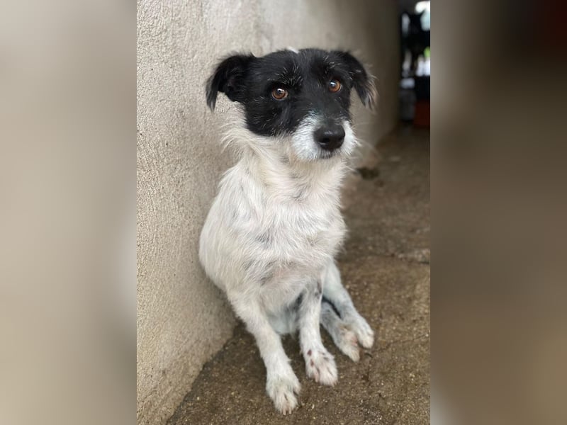 Tarus, geb. ca. 11/2024, lebt in GRIECHENLAND, im städt. Tierheim Serres