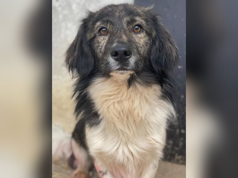 Achilles, geb. ca. 04/2025, lebt in GRIECHENLAND, im städt. Tierheim Serres