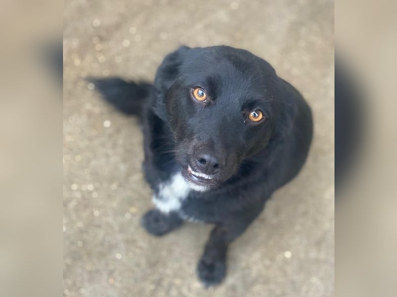 Orrin, geb. ca. 11/2024, lebt in GRIECHENLAND, im städt. Tierheim Serres