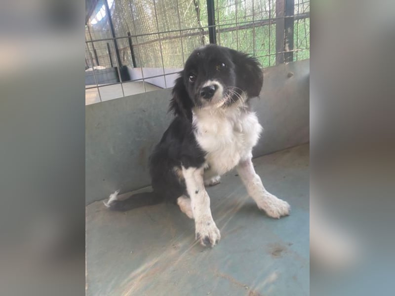 Ada, 09/2025, lebt in GRIECHENLAND, auf einer privaten Pflegestelle