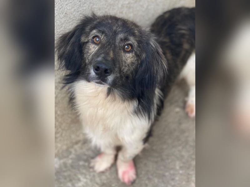 Achilles, geb. ca. 04/2025, lebt in GRIECHENLAND, im städt. Tierheim Serres