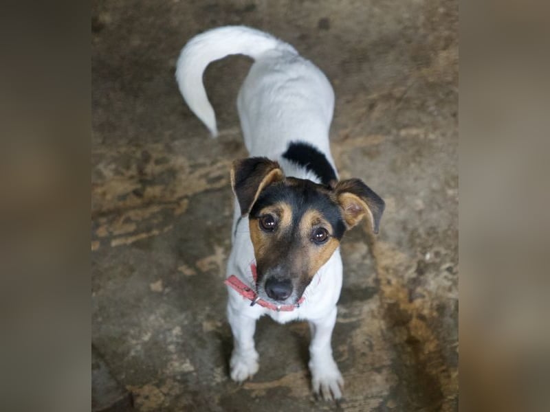 Möök, geb. ca. 04/2025, lebt in GRIECHENLAND, auf einer privaten Pflegestelle