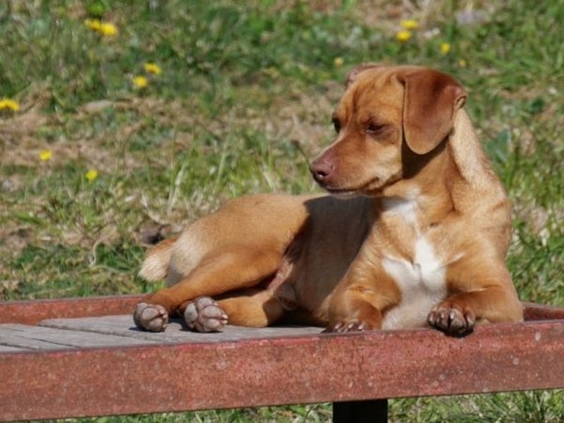 Ed, geb. 03.09.2022, lebt in GRIECHENLAND, auf einer privaten Pflegestelle
