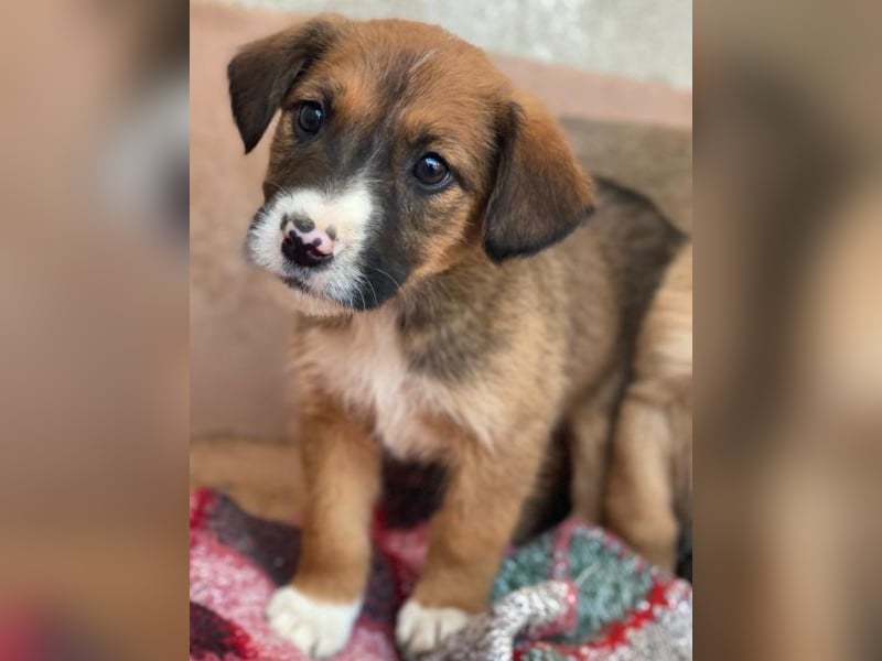 Pinkie, geb. ca. 11/2025, lebt in GRIECHENLAND, im städt. Tierheim Serres