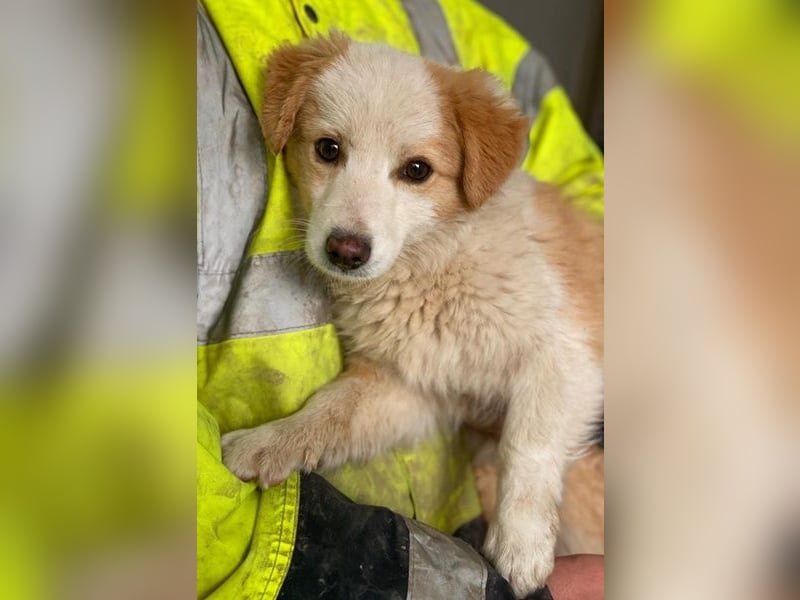 Frederic, geb. ca. 08/2025, lebt auf einer Pflegestelle in 79576 Weil am Rhein