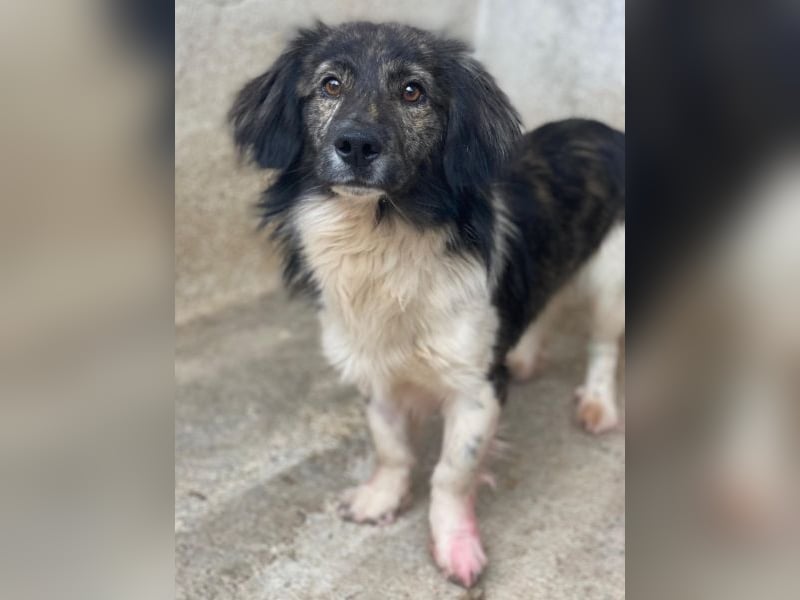 Achilles, geb. ca. 04/2025, lebt in GRIECHENLAND, im städt. Tierheim Serres