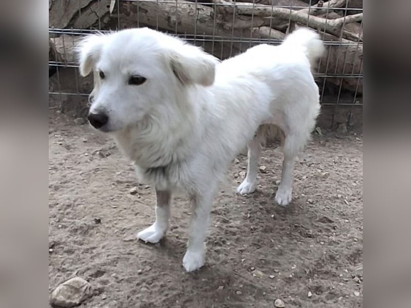 Nanuq, geb. ca. 09/2024, lebt in GRIECHENLAND, auf einer privaten Pflegestelle