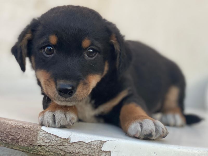 Tinos, geb. ca. 10/2025, lebt bei einer Familie in 12355 Berlin, Vermittlungshilfe