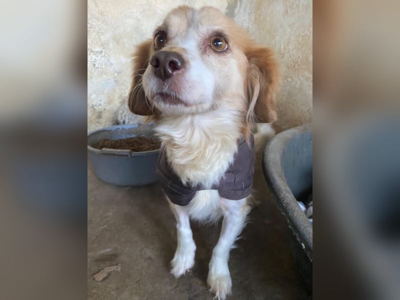 Milona, geb. ca. 10/2020, lebt in GRIECHENLAND, auf einer privaten Pflegestelle