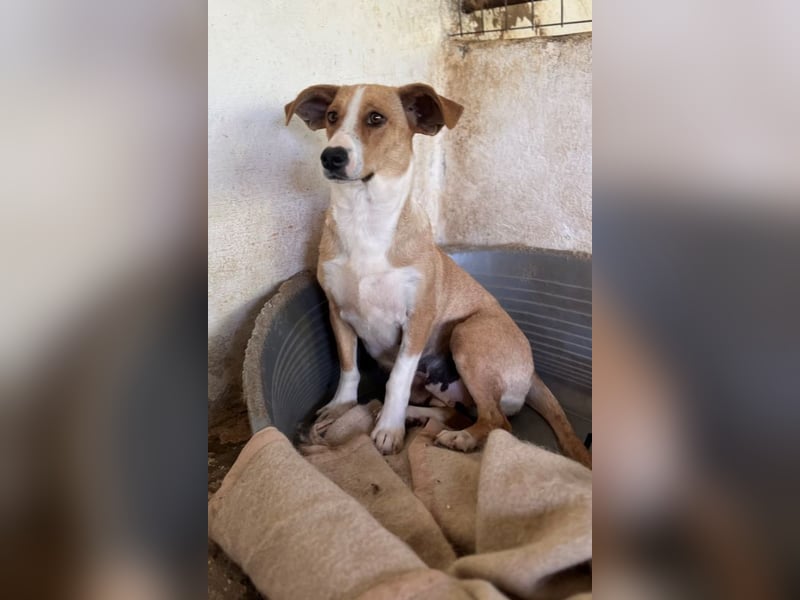 Ida, geb. ca. 05/2021, lebt in GRIECHENLAND, auf einer privaten Pflegestelle