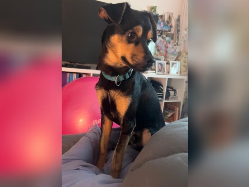 Phil, geb. ca. 12/2024, lebt auf einer Pflegestelle in 53879 Euskirchen, VERMITTLUNGSHILFE