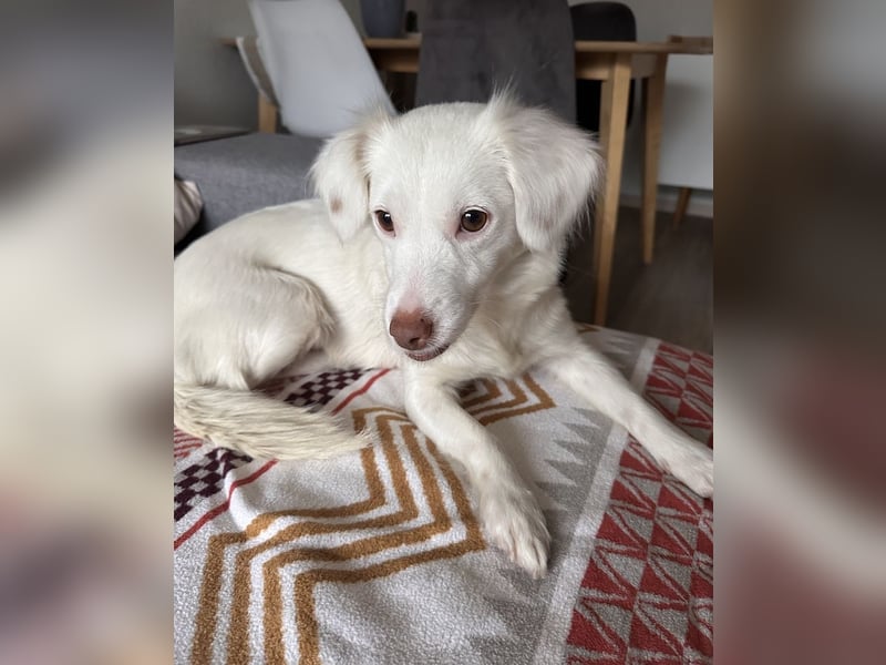 Holiday, geb. ca. 07/2024, lebt auf einer Pflegestelle in 24114 Kiel, Vermittlungshilfe