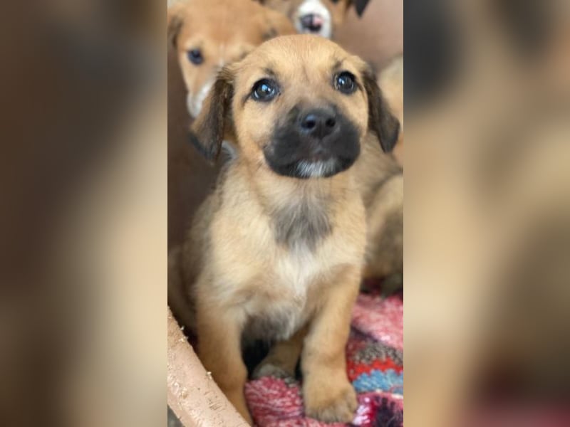 Monica, geb. ca. 11/2025, lebt in GRIECHENLAND, im städt. Tierheim Serres