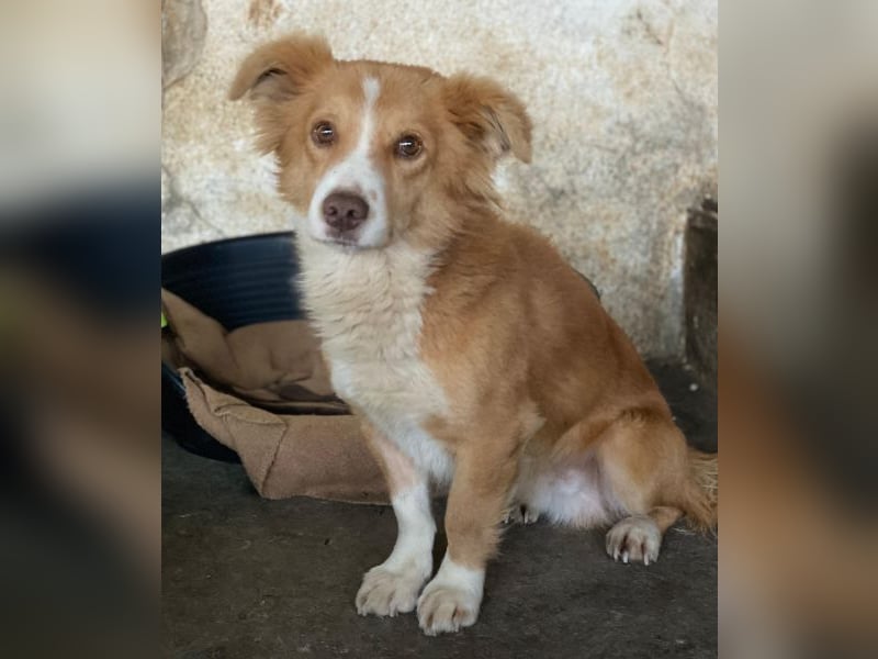 Novalis, geb. ca. 07/2023, lebt in GRIECHENLAND, auf einer privaten Pflegestelle