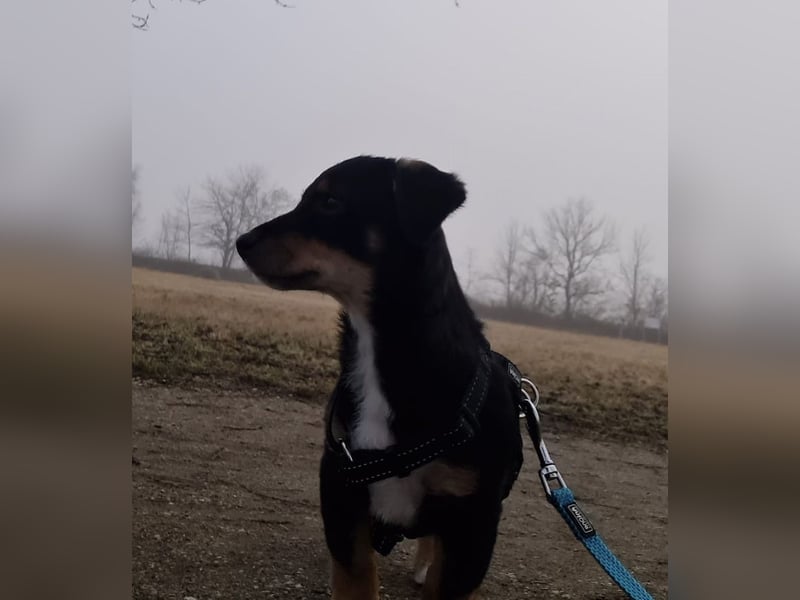 Tinos, geb. ca. 10/2025, lebt bei einer Familie in 12355 Berlin, Vermittlungshilfe