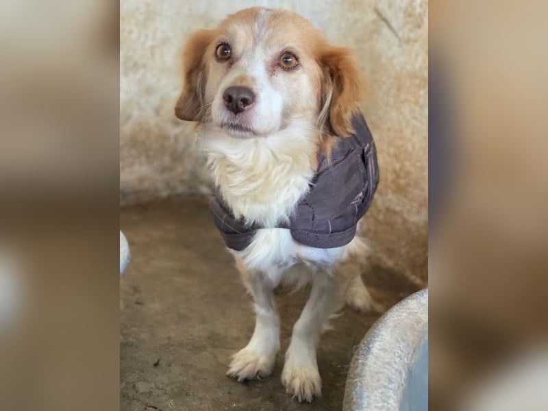 Milona, geb. ca. 10/2020, lebt in GRIECHENLAND, auf einer privaten Pflegestelle